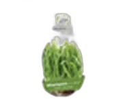 Mladý ječmen